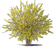 Plant - Kumson Forsythia