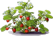 Plant - Scarlet Strawberry