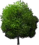 Plant - White ash