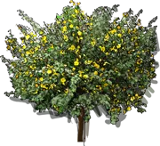Plant - California fremontia