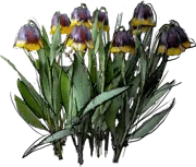 Plant - Fritillary