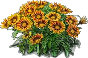 Plant - Treasure Flower \u0027Tiger Stripes\u0027