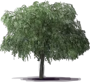 Plant - Geijera parviflora