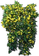 Plant - Carolina jasmine