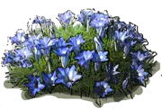 Plant - Allowing gentian\u002Ddecorated