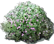 Plant - Geranium Cambridge \u0027Cambridge\u0027