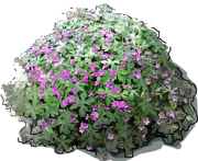 Plant - Geranium Cambridge