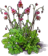 Plant - Water Avens \u0027Leonard’s Variety\u0027