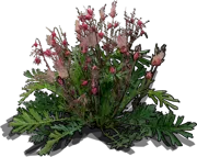Plant - Prairie smoke