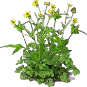 Plant - Wood Avens