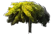 Plant - Ginkgo biloba Pendulums