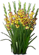 Plant - Gladiolus \u0027Flevo Laguna\u0027