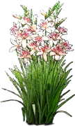 Plant - Hardy Gladiolus Mix