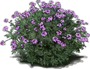 Plant - Prairie Verbena