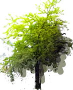 Plant - Sunburst Honey Locust