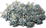 Plant - Ghost plant