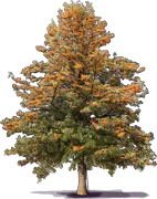 Plant - Silky Oak