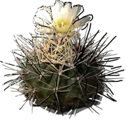 Plant - Gymnocalycium gibbosum