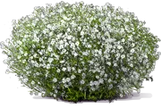 Plant - Annual Baby\u0027s Breath