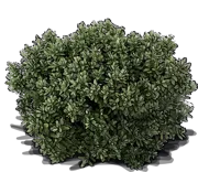 Plant - Hebe sutherlandii