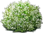 Plant - Shrubby Veronica