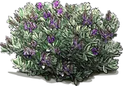 Plant - Hebe elliptica \u0027Variegata\u0027