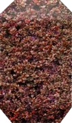 Plant - Berberis thunbergii \u0027Atropurpurea\u0027 \u002D hedge