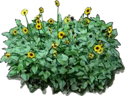 Plant - Weak sunflower