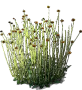 Plant - Helianthus radula