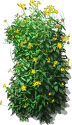 Plant - Jerusalem artichoke