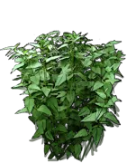 Plant - Heliopsis helianthoides