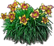 Plant - Daylily \u0027Punxsutawney Phil\u0027