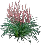 Plant - Red Yucca