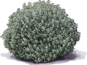 Plant - Sea Buckthorn Silver Star