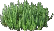 Plant - Common Mare\u0027s Tail