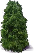 Plant - Houhere