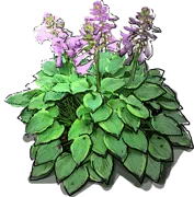 Plant - Hosta hybrid \u0027Golden Tiara\u0027