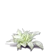 Plant - Plantain Lily \u0027White Feather\u0027