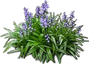 Plant - Spanish Bluebell