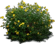 Plant - St. John\u0027s Wort \u0027Hidcote\u0027