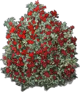 Plant - Silver variegated holly trees