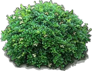 Plant - Chinese holly \u0027Dwarf Burford\u0027