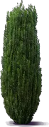 Plant - Japanese Holly \u0027Sky Pencil\u0027