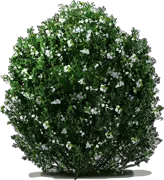 Plant - Inkberry