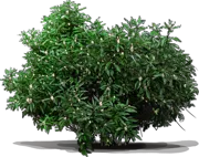 Plant - Winterberry \u0027Winter Red\u0027