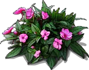 Plant - New Guinea impatiens