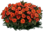 Plant - Sunpatiens Compact Orange Impatiens