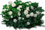 Plant - Rackapulco White Impatiens