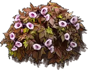 Plant - Bronze sweet potato