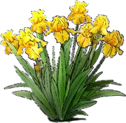 Plant - Tall Bearded Iris \u0027Acapulco Gold\u0027